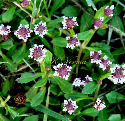  Plants with inflorescences (Upper view)
